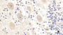 DAB staining on IHC-P; Samples: Human Cerebellum Tissue; Primary Ab: 20μg/ml Rabbit Anti-Human GSTm2 Antibody Second Ab: 2µg/mL HRP-Linked Caprine Anti-Rabbit IgG Polyclonal Antibody