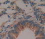 Amiloride Binding Protein 1 (Abp1) Polyclonal Antibody, Cat#CAU27438