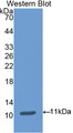 Western Blot; Sample: Recombinant protein.