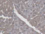 DAB staining on IHC-P; Samples: Porcine Heart Tissue; Primary Ab: 20µg/ml Rabbit Anti-Porcine DAO Antibody Second Ab: 2µg/mL HRP-Linked Caprine Anti-Rabbit IgG Polyclonal Antibody