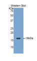 Western Blot; Sample: Recombinant protein.