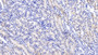 DAB staining on IHC-P; Samples: Mouse Kidney Tissue;  Primary Ab: 20µg/ml Rabbit Anti-Mouse DAO Antibody Second Ab: 2µg/mL HRP-Linked Caprine Anti-Rabbit IgG Polyclonal Antibody 