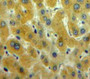 Used in DAB staining on fromalin fixed paraffin-embedded Liver tissue