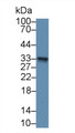 Western Blot; Sample: Mouse Cerebellum lysate; Primary Ab: 2µg/mL Rabbit Anti-Human GSTm3 Antibody Second Ab: 0.2µg/mL HRP-Linked Caprine Anti-Rabbit IgG Polyclonal Antibody