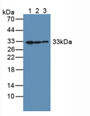 Western Blot; Sample: Lane1: Human K562 Cells; Lane2: Human Hela Cells; Lane3: Human Liver Tissue.