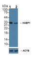 Knockout Varification: &lt;br/&gt;Lane 1: Wild-type Hela cell lysate; &lt;br/&gt;Lane 2: HABP1 knockout Hela cell lysate; &lt;br/&gt;Predicted MW: 31kDa &lt;br/&gt;Observed MW: 31kDa&lt;br/&gt;Primary Ab: 1µg/ml Rabbit Anti-Human HABP1 Antibody&lt;br/&gt;Second Ab: 0.2µg/mL HRP-Linked Caprine Anti-Rabbit IgG Polyclonal Antibody&lt;br/&gt;