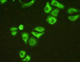 FITC staining on IHC-P Simple: hela cells)