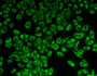 Figure:FITC staining on IHC-P Sample: Hela cells