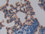 DAB staining on IHC-P; Samples: Mouse Lung Tissue;  Primary Ab: 10µg/ml Rabbit Anti-Mouse AGER Antib