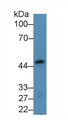 Western Blot; Sample: Mouse Heart lysate; Primary Ab: 2µg/mL Rabbit Anti-Human ALDOA Antibody Second Ab: 0.2µg/mL HRP-Linked Caprine Anti-Rabbit IgG Polyclonal Antibody