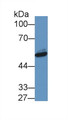 Western Blot; Sample: Porcine Liver lysate; Primary Ab: 1µg/ml Rabbit Anti-Human VF Antibody Second Ab: 0.2µg/mL HRP-Linked Caprine Anti-Rabbit IgG Polyclonal Antibody