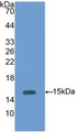 Western Blot; Sample: Recombinant HEXb, Mouse.