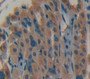 Fibroblast Growth Factor 7 (Fgf7) Polyclonal Antibody, Cat#CAU27475