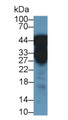 Western Blot; Sample: Human Urine; ; Primary Ab: 1µg/ml Rabbit Anti-Human PP Antibody; Second Ab: 0.2µg/mL HRP-Linked Caprine Anti-Rabbit IgG Polyclonal Antibody;