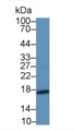 Western Blot; Sample: Rat Placenta lysate; Primary Ab: 5µg/ml Rabbit Anti-Rat MK Antibody Second Ab: 0.2µg/mL HRP-Linked Caprine Anti-Rabbit IgG Polyclonal Antibody