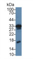 Western Blot; Sample: Mouse Kidney lysate; Primary Ab: 5µg/ml Rabbit Anti-Mouse MK Antibody Second Ab: 0.2µg/mL HRP-Linked Caprine Anti-Rabbit IgG Polyclonal Antibody