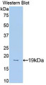 Western Blot Sample: Recombinant MK, Mouse)