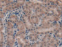 DAB staining on IHC-P; Samples: Mouse Kidney Tissue; Primary Ab: 20µg/ml Rabbit Anti-Mouse MK Antibody Second Ab: 2µg/mL HRP-Linked Caprine Anti-Rabbit IgG Polyclonal Antibody