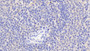 DAB staining on fromalin fixed paraffin-embedded Spleen tissue)