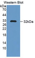 Western Blot; Sample: Recombinant NOSTRIN, Rat.