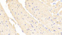 DAB staining on IHC-P; Samples: Mouse Cardiac Muscle Tissue;  Primary Ab: 20μg/ml Rabbit Anti-Mouse NOSTRIN Antibody Second Ab: 2µg/mL HRP-Linked Caprine Anti-Rabbit IgG Polyclonal Antibody 