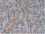 DAB staining on IHC-P; Samples: Human Stomach Tissue