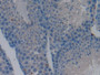 DAB staining on IHC-P; Samples: Mouse Testis Tissue)