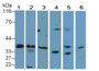 Western Blot; Sample: Lane1: Rat Heart lysate; Lane2: Rat Uterus lysate; Lane3: Mouse Spleen lysate; Lane4: Jurkat cell lysate; Lane5: Porcine Bladder lysate; Lane6: Mouse Placenta lysate;; Primary Ab: 0.5μg/ml Rabbit Anti-Human CASP9 Antibody; Second Ab: 0.2µg/mL HRP-Linked Caprine Anti-Rabbit IgG Polyclonal Antibody;