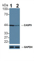 Knockout Varification: ; Lane 1: Wild-type Hela cell lysate; ; Lane 2: CASP9 knockout Hela cell lysate; ; Predicted MW: 17,30,37,46kDa ; Observed MW: 44kDa; Primary Ab: 5µg/ml Rabbit Anti-Human CASP9 Antibody; Second Ab: 0.2µg/mL HRP-Linked Caprine Anti-Rabbit IgG Polyclonal Antibody;