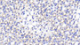 DAB staining on IHC-P; Samples: Mouse Kidney Tissue; Primary Ab: 20μg/ml Rabbit Anti-Mouse CASP3 Antibody Second Ab: 2µg/mL HRP-Linked Caprine Anti-Rabbit IgG Polyclonal Antibody