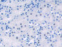 DAB staining on IHC-P; Samples: Mouse Kidney Tissue)