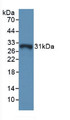 Western Blot; .Sample: Recombinant GSTo1, Mouse.