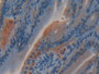 DAB staining on IHC-P; Samples: Mouse Small intestine Tissue; Primary Ab: 10µg/ml Rabbit Anti-Mouse GSTo1 Antibody Second Ab: 2µg/mL HRP-Linked Caprine Anti-Rabbit IgG Polyclonal Antibody