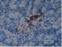 DAB staining on IHC-P; Samples: Mouse Pancreas Tissue.