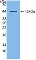 Western Blot; Sample: Recombinant ADAM8, Mouse.