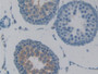 DAB staining on IHC-P; Samples: Rat Testis Tissue;  Primary Ab: 10µg/ml Rabbit Anti-Rat TACR2 Antibo
