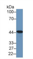 Western Blot; Sample: Human Lung lysate; Primary Ab: 1µg/ml Rabbit Anti-Human TACR2 Antibody Second Ab: 0.2µg/mL HRP-Linked Caprine Anti-Rabbit IgG Polyclonal Antibody