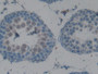 DAB staining on IHC-P; Samples: Rat Testis Tissue;  Primary Ab: 10µg/ml Rabbit Anti-Rat TAFI Antibod