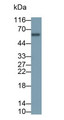 Western Blot; Sample: Recombinant protein.