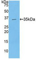 Western Blot; Sample: Recombinant TAFI, Human.