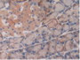 DAB staining on IHC-P; Samples: Rat Pancreas Tissue.