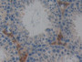 DAB staining on IHC-P; Samples: Mouse Testis Tissue; Primary Ab: 10µg/ml Rabbit Anti-Mouse GSTt2 Antibody Second Ab: 2µg/mL HRP-Linked Caprine Anti-Rabbit IgG Polyclonal Antibody
