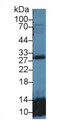Western Blot; Sample: Mouse Lung lysate; Primary Ab: 1µg/ml Rabbit Anti-Human GSTt2 Antibody Second Ab: 0.2µg/mL HRP-Linked Caprine Anti-Rabbit IgG Polyclonal Antibody