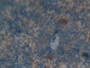 DAB staining on IHC-P; Samples: Rat Spleen Tissue; Primary Ab: 10µg/ml Rabbit Anti-Rat THBS1 Antibody Second Ab: 2µg/mL HRP-Linked Caprine Anti-Rabbit IgG Polyclonal Antibody