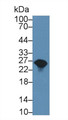 Western Blot; Sample: Rat Liver lysate; Primary Ab: 2µg/ml Rabbit Anti-Mouse GSTa1 Antibody Second Ab: 0.2µg/mL HRP-Linked Caprine Anti-Rabbit IgG Polyclonal Antibody