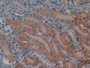 DAB staining on IHC-P; Samples: Mouse Kidney Tissue; Primary Ab: 10µg/ml Rabbit Anti-Mouse GSTa1 Antibody Second Ab: 2µg/mL HRP-Linked Caprine Anti-Rabbit IgG Polyclonal Antibody
