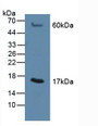 Western Blot; Sample: Rat Liver Tissue.