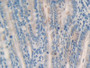 DAB staining on IHC-P; Samples: Mouse Intestine Tissue;  Primary Ab: 10µg/ml Rabbit Anti-Mouse MGST1