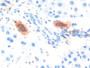 DAB staining on IHC-P; Samples: Rat Liver Tissue; Primary Ab: 10µg/ml Rabbit Anti-Rat ADP Antibody Second Ab: 2µg/mL HRP-Linked Caprine Anti-Rabbit IgG Polyclonal Antibody