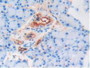 DAB staining on IHC-P; Samples: Rat Pancreas Tissue.